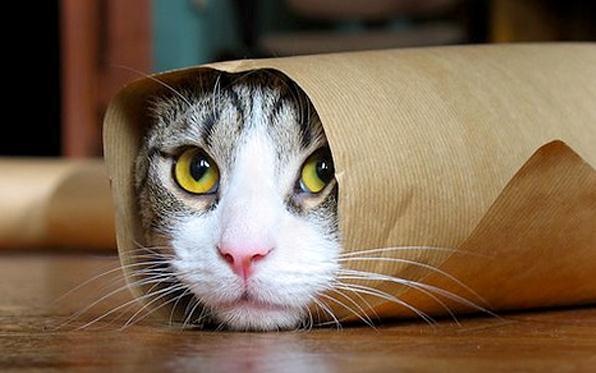 1103-gatto-incartato-foglio.jpg