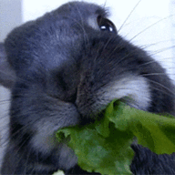 46330.gif