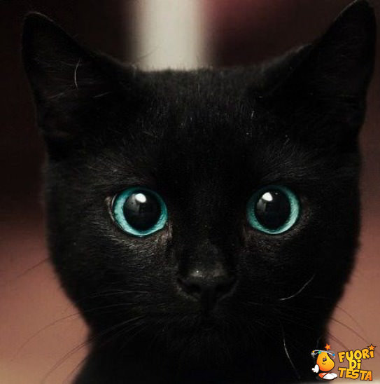C__Data_Users_DefApps_AppData_INTERNETEXPLORER_Temp_Saved Images_gatto-dagli-occhioni-dolci.jpg
