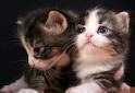 C__Data_Users_DefApps_AppData_INTERNETEXPLORER_Temp_Saved Images_imagesO8W6YGH4.jpg