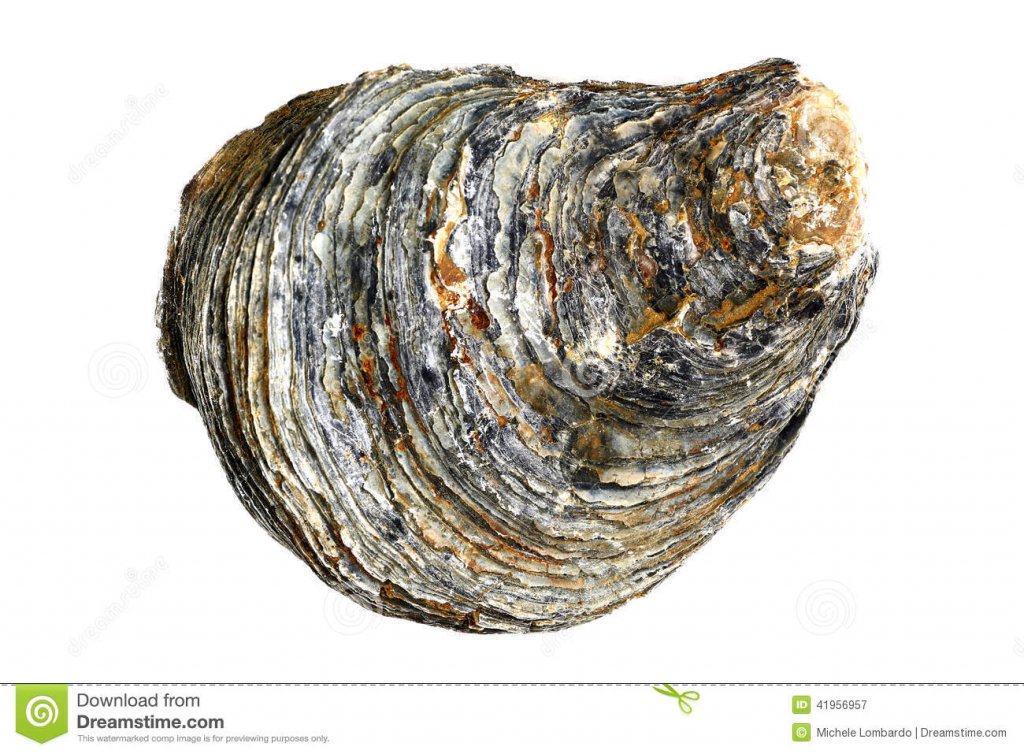 conchiglia-di-ostrica-colori-di-schiocco-41956957.jpg