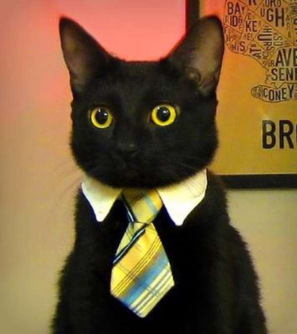 costume-da-gatto-daffari.jpg