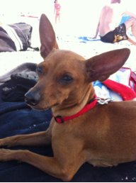 Diamiameda dog.jpg