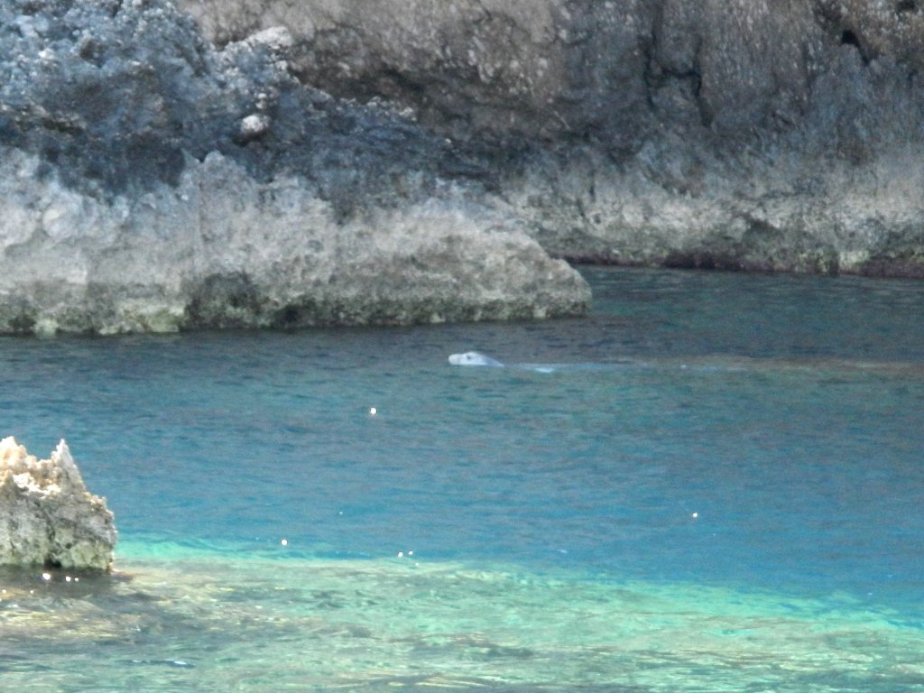 Foca.jpg