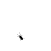 Formica.gif