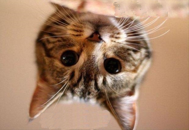 Funny-Cat-Pictures-with-Captions-25.jpg