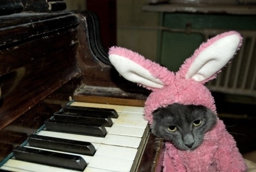 gatto-coniglio.jpg