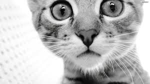 gatto.jpg