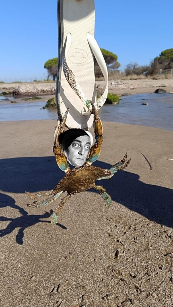 granchio blu.jpg