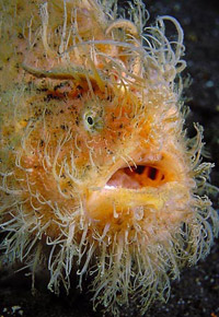 Hairyfish.jpg