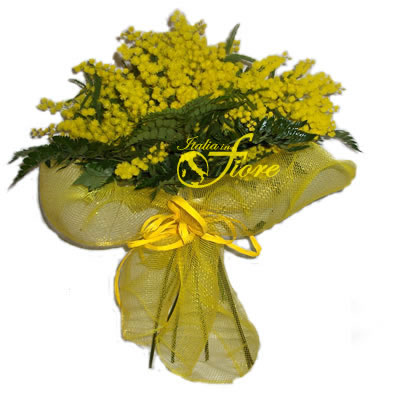 mimosa1.jpg
