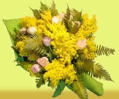 mimose.jpg