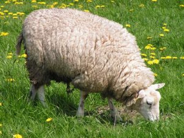 mucca-e-di-pecora_2526625.jpg