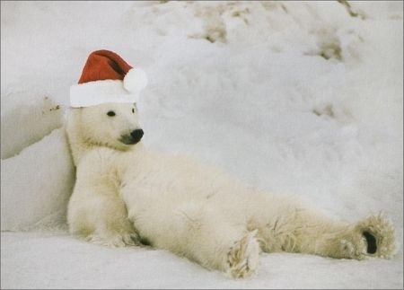 orso-con-cappello-di-babbo-natale.jpg