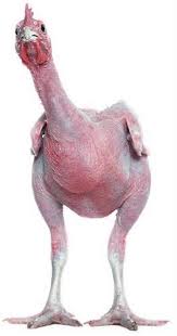 pollo.jpg