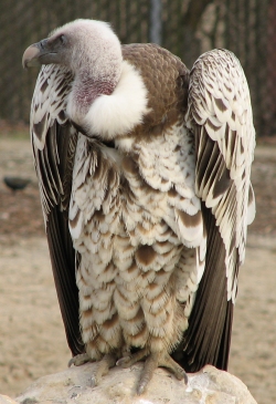 RupellsGriffonVultureImage.jpg