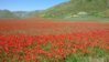 castelluccio 3.jpg