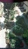 Giardino pisa.jpg