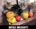 Melegatti.jpeg
