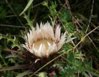 220px-Carlina_acaulis_ENBLA01.jpg