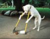 cane_scopa.jpg