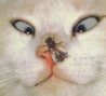 mosca.jpg