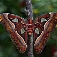 Attacus atlas