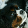 Cavalier King