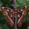 Attacus atlas