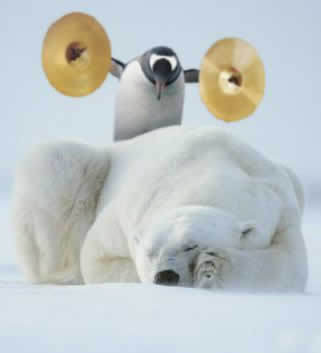 risveglio-orso-pinguino.jpg