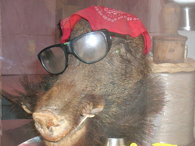 cinghiale.JPG