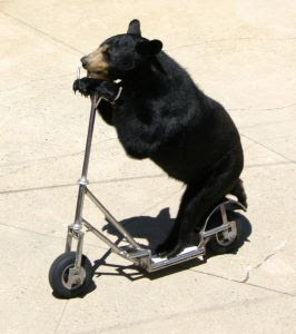 bear-bicycle.jpg
