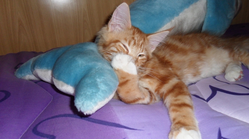gatto-dorme.JPG