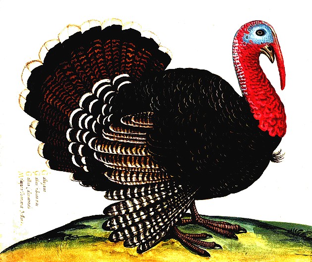 tacchino%20acquarello%20Aldrovandi.jpg