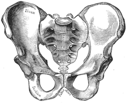 260px-Gray241.png
