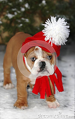 santa-clause-bulldog-8297480.jpg