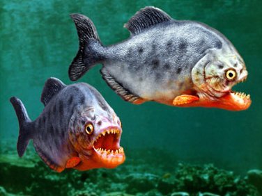 piranha.jpg