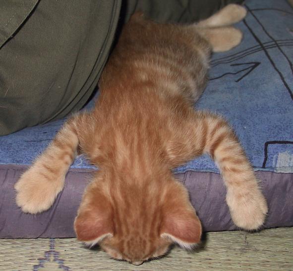 gatto_che_dorme.jpg