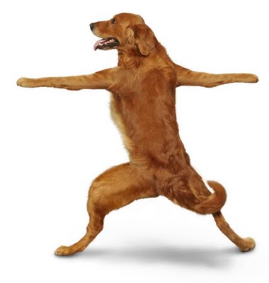 yoga_cao_04.jpg