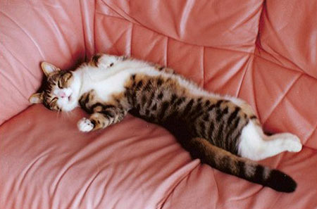 gatto-divano.jpg