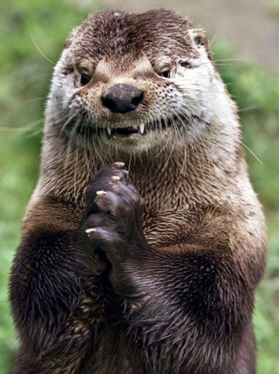 Evil-Otter.jpg